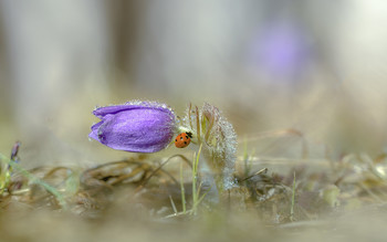 Frühling / ***