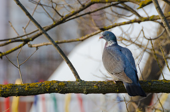 Ringeltaube / ***