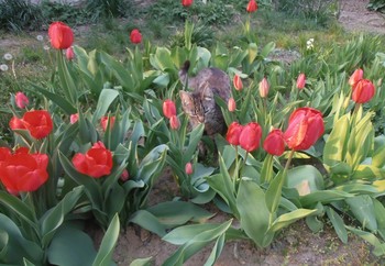 Im Garten / ***
