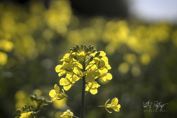 Ich liebe den Frühling... / Die Rapsblüte beginnt.