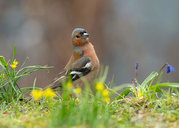 Frühling / .....