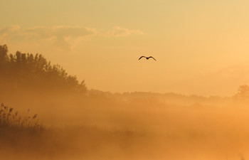 im Morgennebel / ***