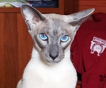  / ***