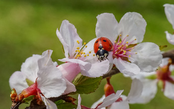 Frühling / ***