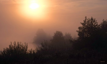 Nebel / ***