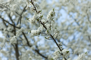Apfelblüte / ***