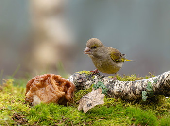 Im Wald / .....