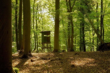 Waldweg / ***