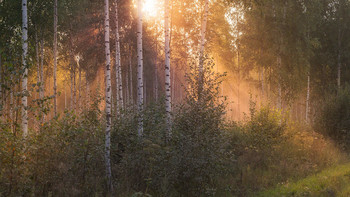 Birchwood / ***