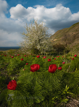 Frühling / ***