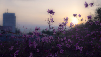 Guten Abend / ***