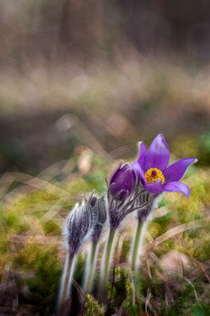  / Canon 5D Mark II + Gelios 44