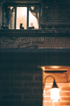 Cat House / ***