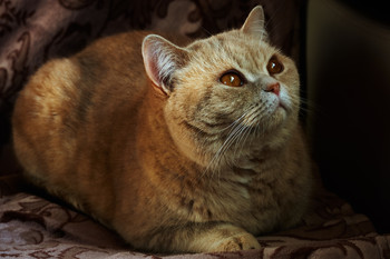 Katze Porträt / ***