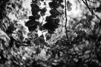 Weinberg / ***