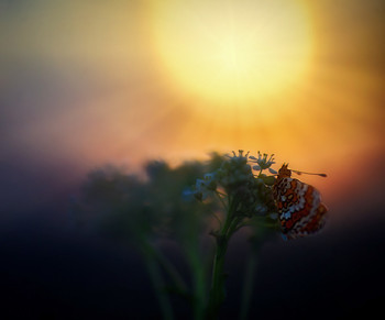 Bei Sonnenuntergang / ***