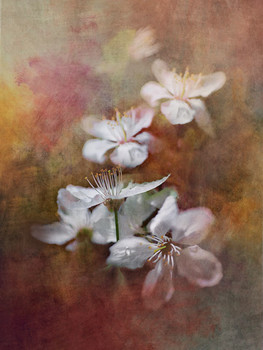 Blumen / ***
