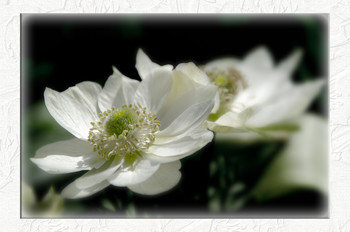 Anemone 2 / ***