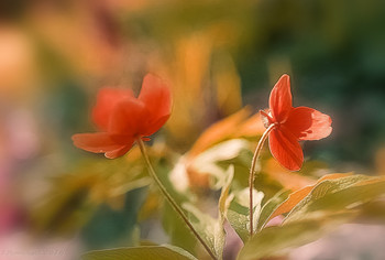 Mit der Sonne / ...