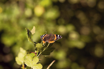 Sommer Schmetterling / ***