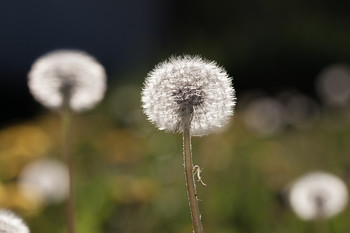 Kinder der Sonne / ....