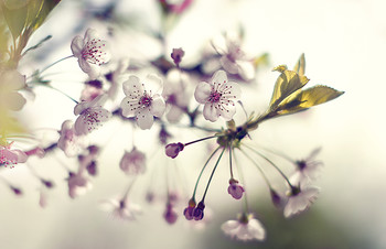  / Cherry..