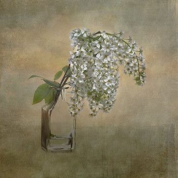 Vogel-Kirsche / ***