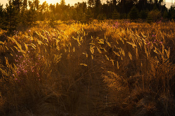 Golden Hour / ***
