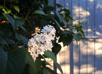 Abendschatten / ...