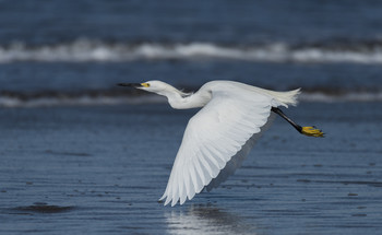 Snowy Egret / ***