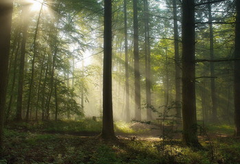 Herbstnebel / ***
