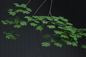 Gravitation / ***