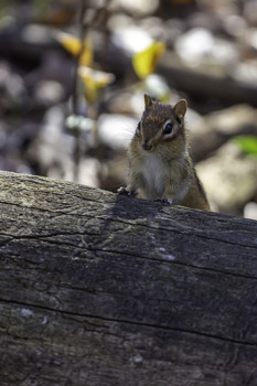  / This chip was taking a peek over a log to see what was on the other side