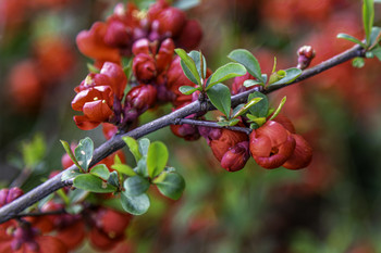 Red-flowered Quince / The blooms on this red-flowered Quince were really brilliant with color