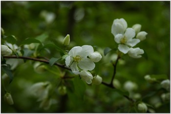 Apfelblüte / ***