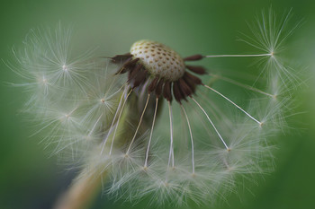 Taraxacum / ***