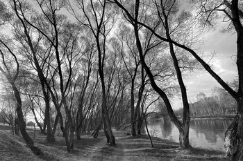 drei Baum / ***