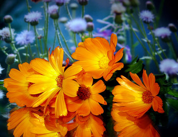 Calendula / ***