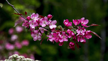 Frühling / ***