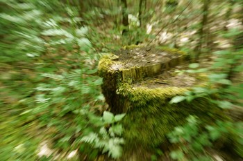 Hypnotic / Baumstumpf in schönem Licht.
OOC