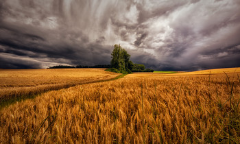 Kornfeld / Sturmwetter