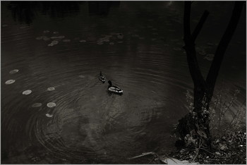 Stille Wasser sind tief / ***