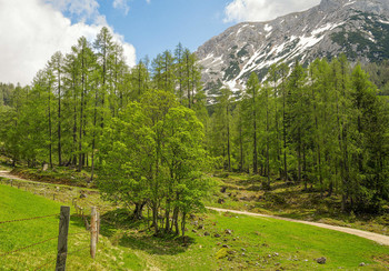auf der Alm / auf der Alm