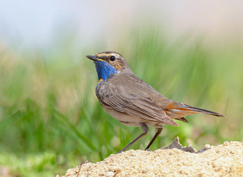 Blaukehlchen / .....