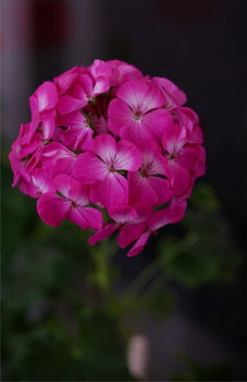 Geranium / ***