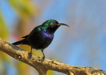 Sunbird / ***