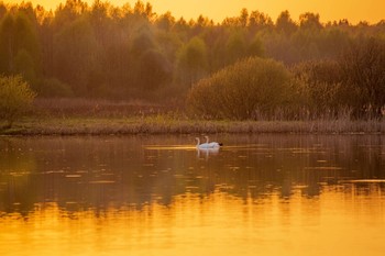 Golden Evening / ***