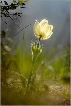 Das Licht ... / .....