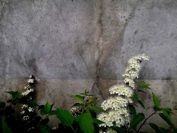 Weichheit / ***