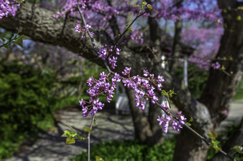 Small Park Beauty / These flowering cherry trees were the beauty of a small park